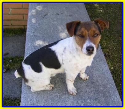 Raimondo, Jack Russell Terrier
