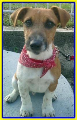 Ray, Jack Russell Terrier