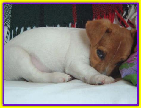 Ray, Jack Russell Terrier