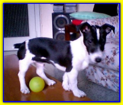 Rebel, Jack Russell Terrier