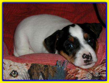 Ringhio, Jack Russell Terrier