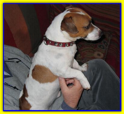 Ringo, Jack Russell Terrier