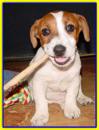 Rocky, Jack Russell Terrier