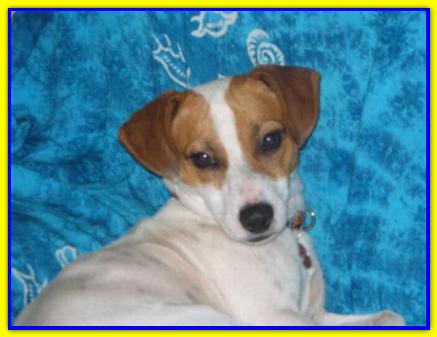Ronnie, Jack Russell Terrier