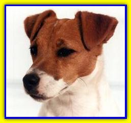 Intissar's Roy, Jack Russell Terrier