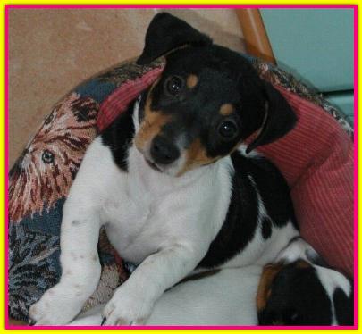 Sally, Jack Russell Terrier