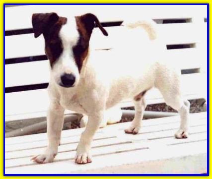 Sansone, Jack Russell Terrier