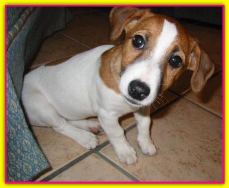 Savana, Jack Russell Terrier