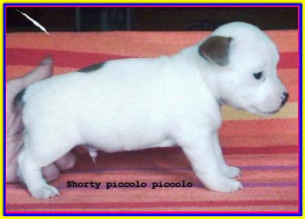 Shorty, Jack Russell Terrier