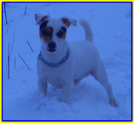 Spank, Jack Russell Terrier