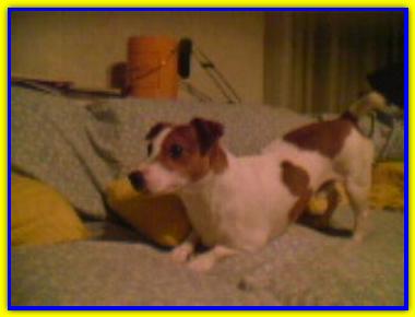 Spencer, Jack Russell Terrier