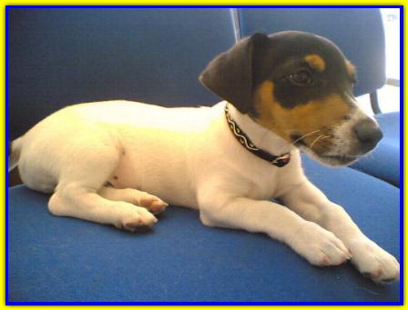 Spike, Jack Russell Terrier