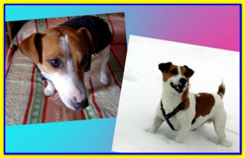 Spillo, Jack Rusell Terrier