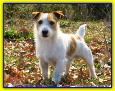 Spillo, Jack Russell Terrier
