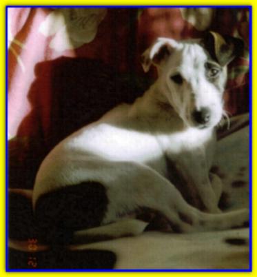Spot, Jack Russell Terrier