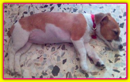 Talita, Jack Russell Terrier