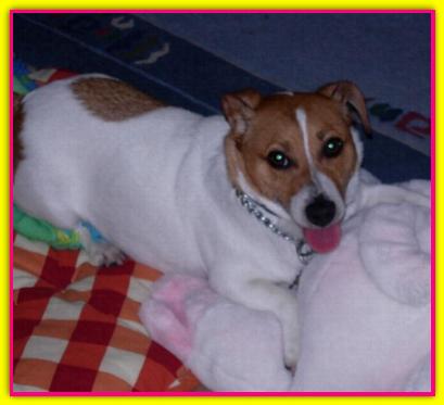 Tea, Jack Russell Terrier