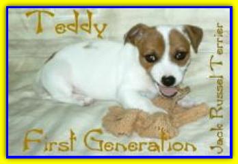 Teddy, Jack Russell Terrier
