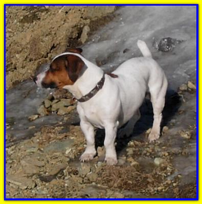Teo, Jack Russell Terrier