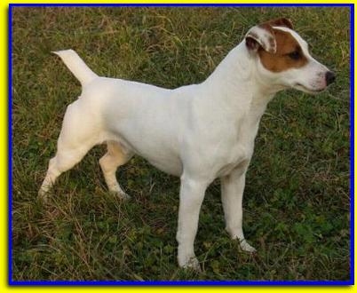 Tiber, Jack Russell Terrier