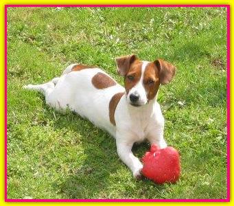 Tigre Jack Russell Terrier