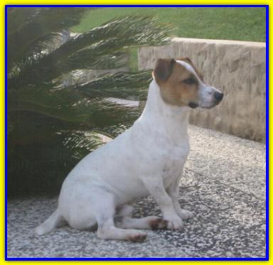 Tinky Winky, Jack Russell Terrier