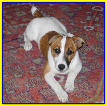 Tobia, Jack Russell Terrier