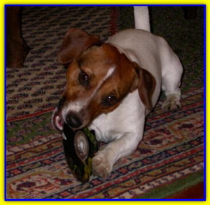 Tobia, Jack Russell Terrier