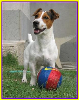 Tommy, Jack Russell