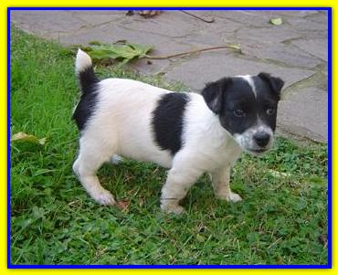 Tommy, Jack Russell Terrier