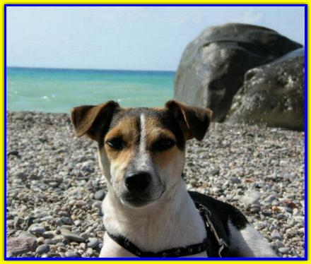 Torpi, Jack Russell Terrier