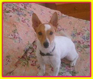 Trilly, Jack Russell Terrier