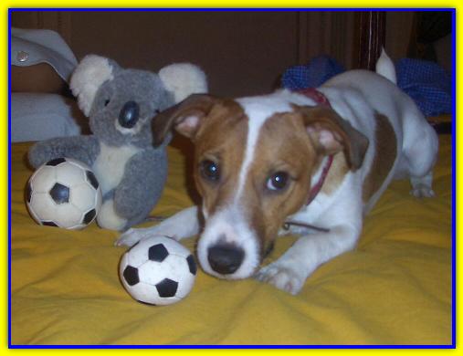 Tyson, Jack Russell Terrier
