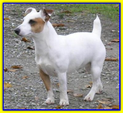 Ugo, Jack Russell Terrier