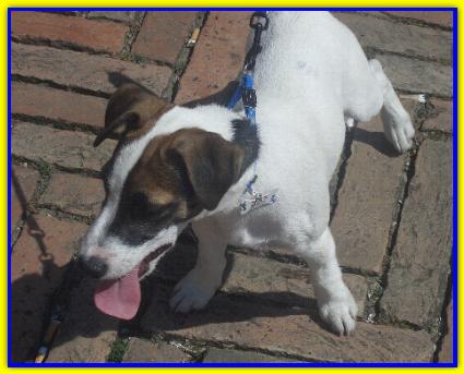 Ugo Sanchez, Jack Russell Terrier