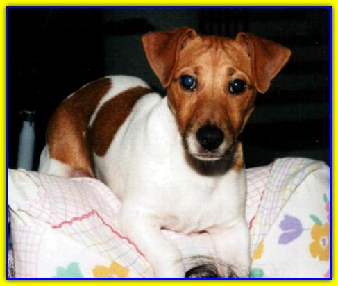 Ulisse, Jack Russel Terrier