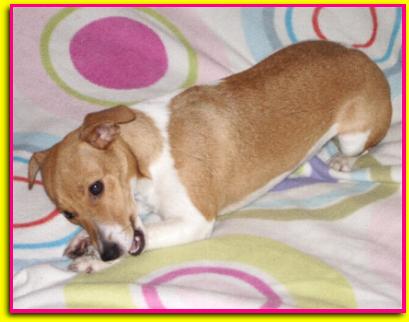 Viki, Jack Russell Terrier