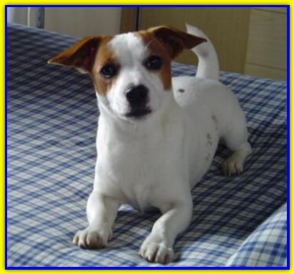 Willy Intissar's, Jack Russell Terrier