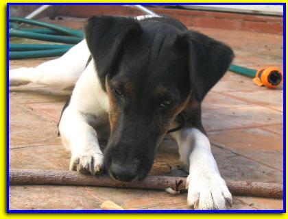 Willy, Jack Russell Terriers