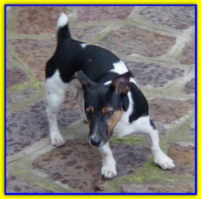 Winnie The Poow, Jack Russell Terrier