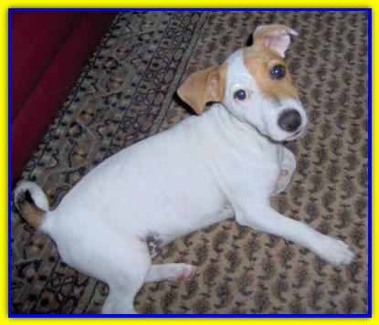 Woody, Jack Russell Terrier