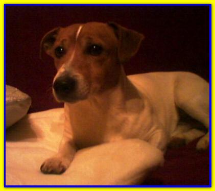 X, Jack Russell Terrier