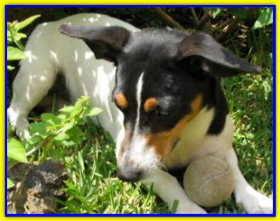 Yannis, Jack Russell Teririer