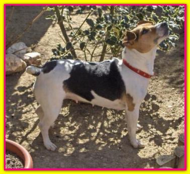 Youka, Jack Russell Terrier