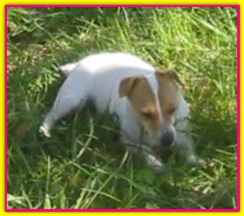 Lady Vegaserenade, Jack Russell Terrier