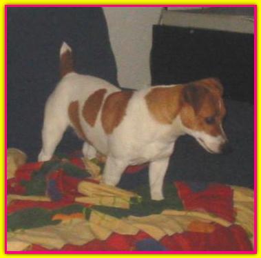 Ladysvenuserenade, Jack Russell Terrier