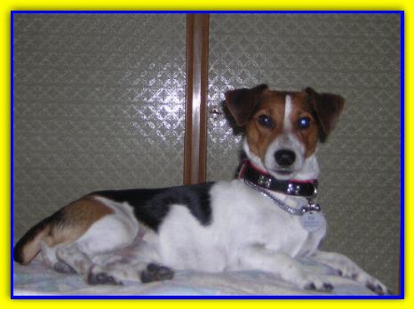 PJ, Jack Russell Terrier