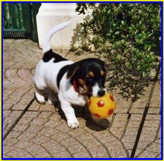 Achille, Jack Russell Terrier
