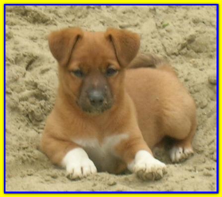 Achille, Jack Russell Terrier