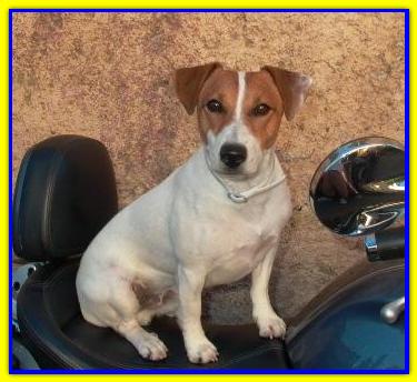 Achille, Jack Russell Terrier